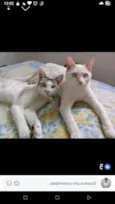 Romeu e Alemão