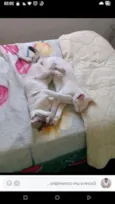 Romeu e Alemão