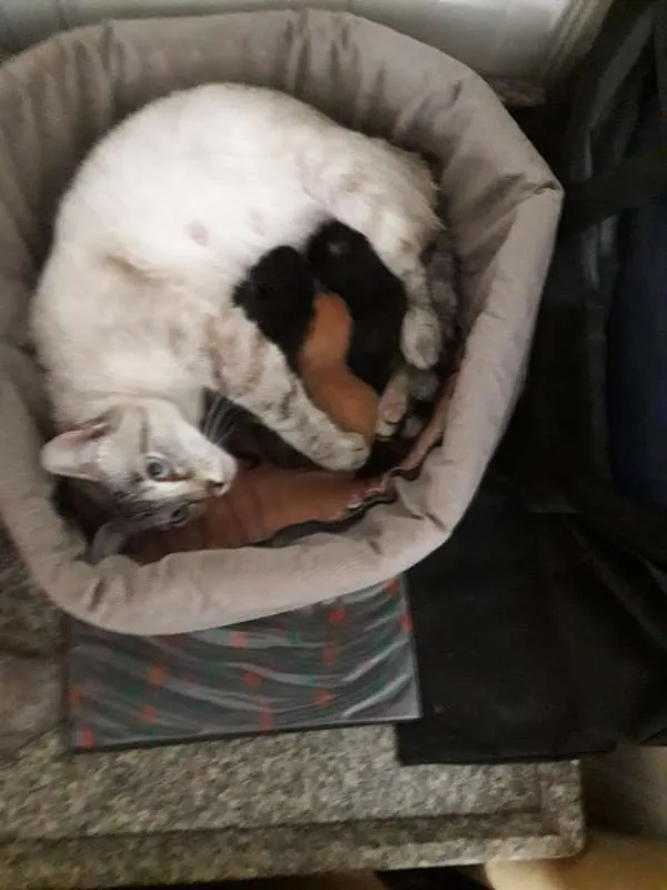 Gato ra a vira-lata idade 2 a 6 meses nome Gigi, Lili, e Fifi