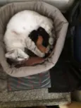 Gigi, Lili, e Fifi