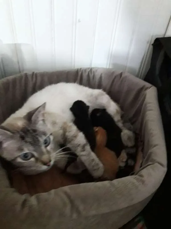 Gato ra a vira-lata idade 2 a 6 meses nome Gigi, Lili, e Fifi