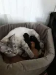 Gigi, Lili, e Fifi