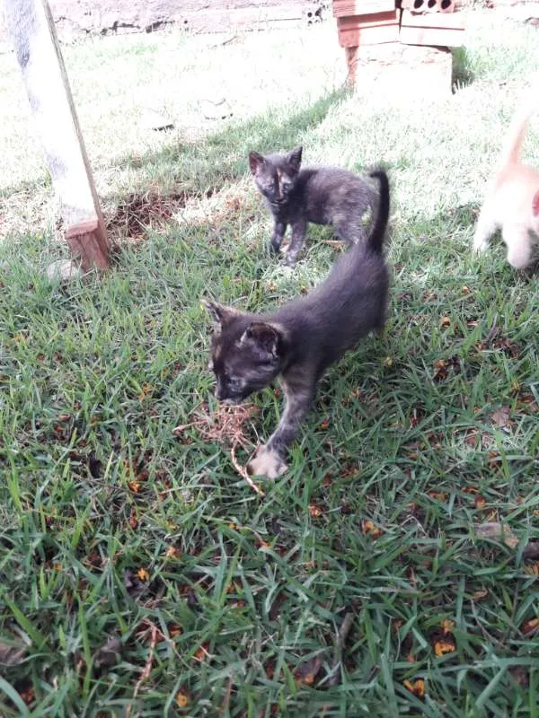 Gato ra a vira-lata idade 2 a 6 meses nome Gigi, Lili, e Fifi