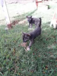 Gigi, Lili, e Fifi