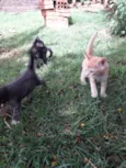 Gigi, Lili, e Fifi