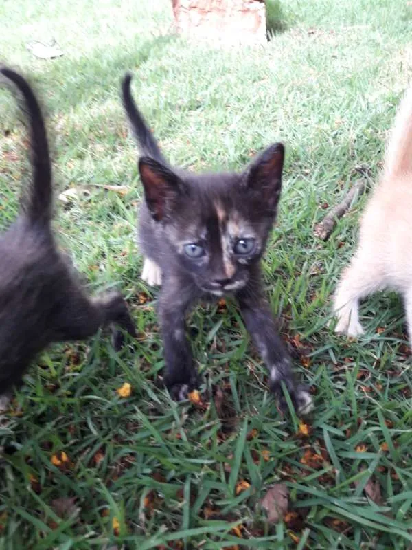 Gato ra a vira-lata idade 2 a 6 meses nome Gigi, Lili, e Fifi