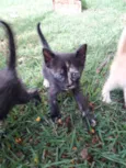 Gigi, Lili, e Fifi