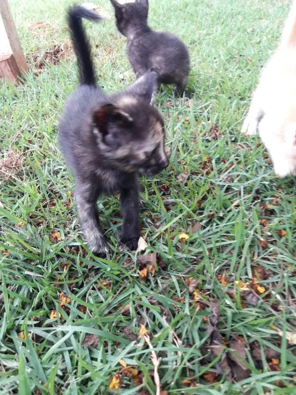 Gato ra a vira-lata idade 2 a 6 meses nome Gigi, Lili, e Fifi