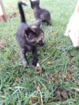 Gigi, Lili, e Fifi