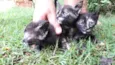 Gigi, Lili, e Fifi