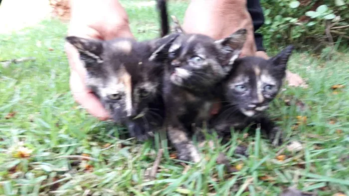 Gato ra a vira-lata idade 2 a 6 meses nome Gigi, Lili, e Fifi