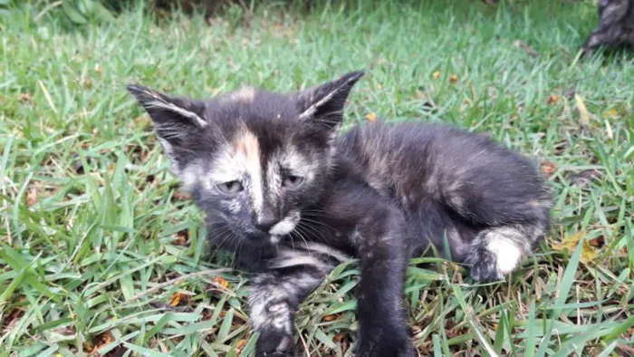 Gato ra a vira-lata idade 2 a 6 meses nome Gigi, Lili, e Fifi
