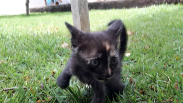 Gato ra a vira-lata idade 2 a 6 meses nome Gigi, Lili, e Fifi