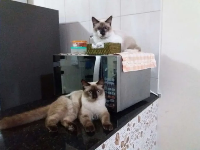 Gato ra a Siamês idade 1 ano nome Mel