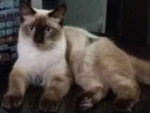 Gato raça Siamês idade 1 ano nome Theo