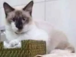 Gato raça Siamês idade 1 ano nome Mel