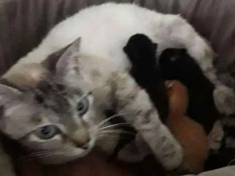 Gato ra a vira-lata idade 2 a 6 meses nome Gigi, Lili, e Fifi