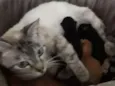 Gigi, Lili, e Fifi