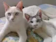 Romeu e Alemão