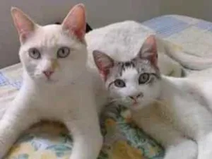 Gato raça SRD idade 1 ano nome Romeu e Alemão