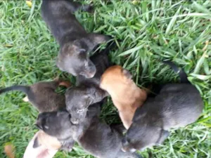 Cachorro raça  idade Abaixo de 2 meses nome Sem. Nome 