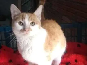 Gato raça SRD idade 2 a 6 meses nome Amarelo