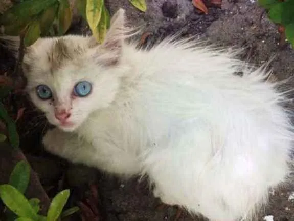 Gato ra a - idade Abaixo de 2 meses nome Sem nome