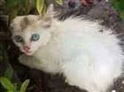 Gato raça - idade Abaixo de 2 meses nome Sem nome