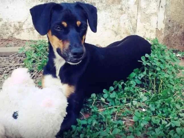 Cachorro ra a Vira lata com Rottweiler  idade 7 a 11 meses nome Amora