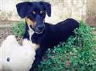 Cachorro raça Vira lata com Rottweiler  idade 7 a 11 meses nome Amora