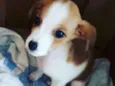 Bob