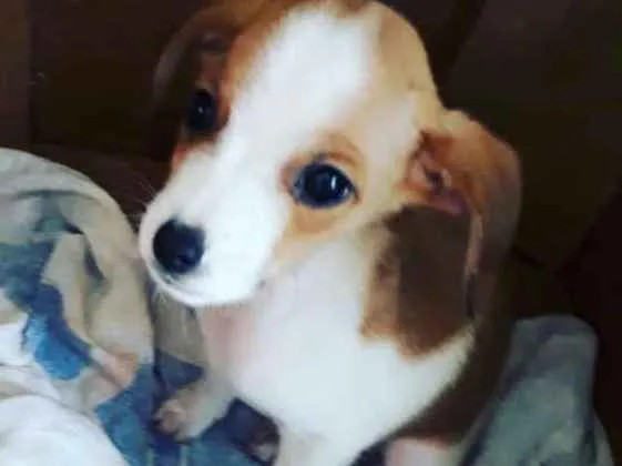 Cachorro ra a PINCHER idade 2 a 6 meses nome Bob