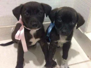 Cachorro raça SRD idade 2 a 6 meses nome Ainda não tem nome.