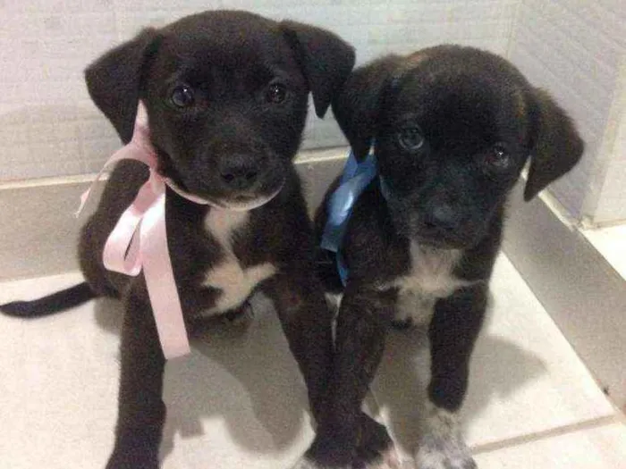 Cachorro ra a SRD idade 2 a 6 meses nome Ainda não tem nome.