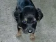 Laurinha, Meggie, Su