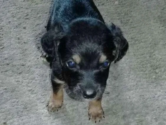 Cachorro ra a Vira-Lata com Poodle idade Abaixo de 2 meses nome Laurinha, Meggie, Su