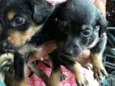Laurinha, Meggie, Su