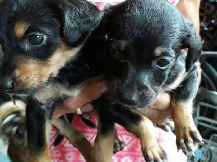 Cachorro ra a Vira-Lata com Poodle idade Abaixo de 2 meses nome Laurinha, Meggie, Su