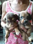 Laurinha, Meggie, Su