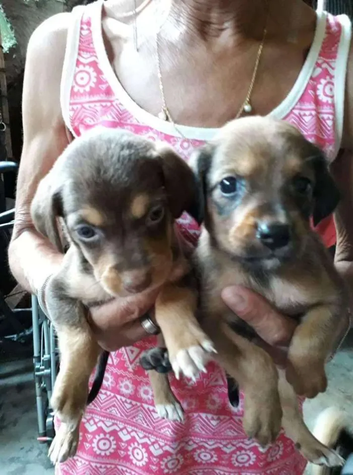 Cachorro ra a Vira-Lata com Poodle idade Abaixo de 2 meses nome Laurinha, Meggie, Su