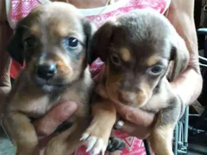 Cachorro raça Vira-Lata com Poodle idade Abaixo de 2 meses nome Laurinha, Meggie, Su