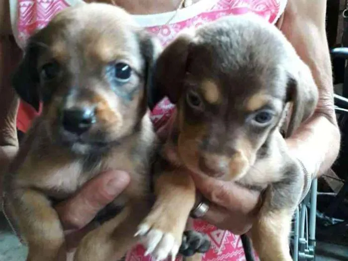 Cachorro ra a Vira-Lata com Poodle idade Abaixo de 2 meses nome Laurinha, Meggie, Su