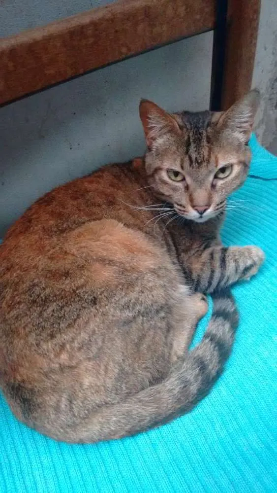 Gato ra a  idade 4 anos nome Mel