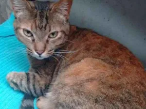 Gato raça  idade 4 anos nome Mel