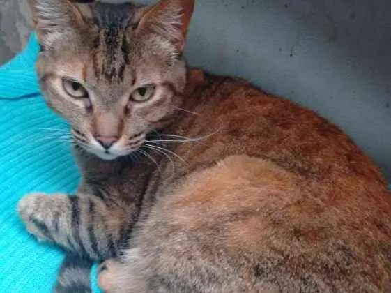 Gato ra a  idade 4 anos nome Mel