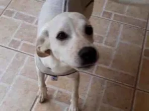 Cachorro raça vira lata idade 7 a 11 meses nome zuzu