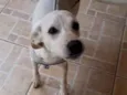 zuzu