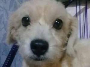 Cachorro raça Vira lata  idade 4 anos nome Willy Nelson