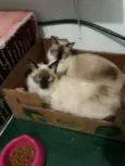 Chico e Bento