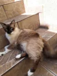 Chico e Bento